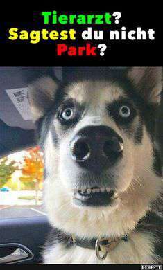 Hunde Memes-Beitrag-Bild