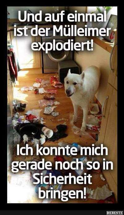 Hunde Memes-Beitrag-Bild