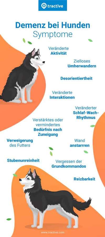Alter Hund wird agressiv-Beitrag-Bild