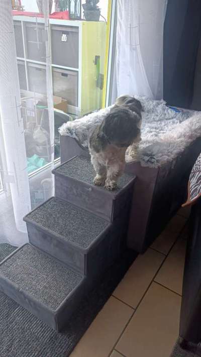 Hunde Memes-Beitrag-Bild