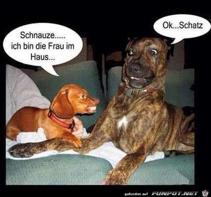 Hunde Memes-Beitrag-Bild