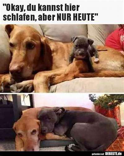 Hunde Memes-Beitrag-Bild