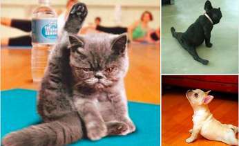 Hunde Memes-Beitrag-Bild