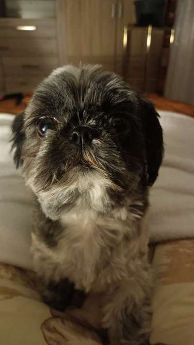 Die Augen Deines Hundes-Beitrag-Bild