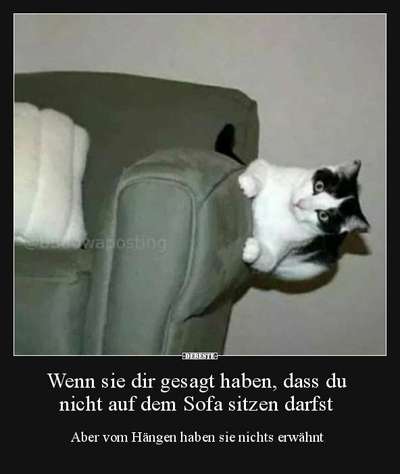 Hunde Memes-Beitrag-Bild