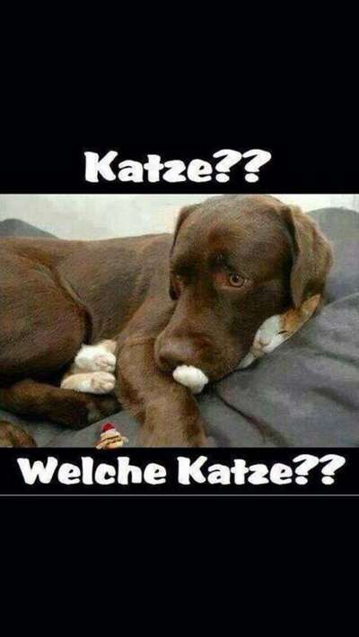 Hunde Memes-Beitrag-Bild