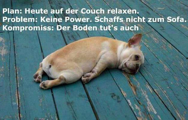 Hunde Memes-Beitrag-Bild