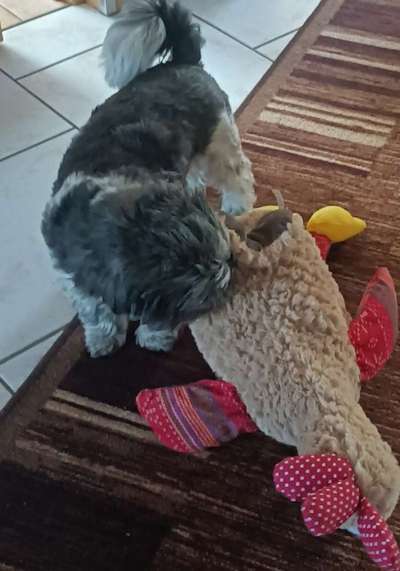 63. Handyfotochallenge   * Nase dran ! *-Beitrag-Bild