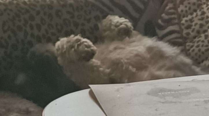 Dogorama Photo Challenge - Hündchen streckt dich-Beitrag-Bild