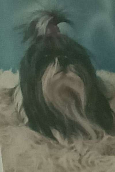 Hund fűrs Alter-Beitrag-Bild