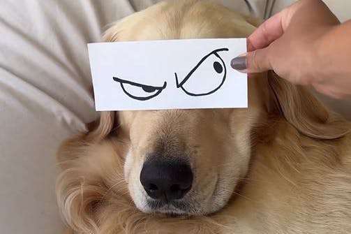 Hunde Memes-Beitrag-Bild