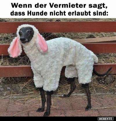 Hunde Memes-Beitrag-Bild