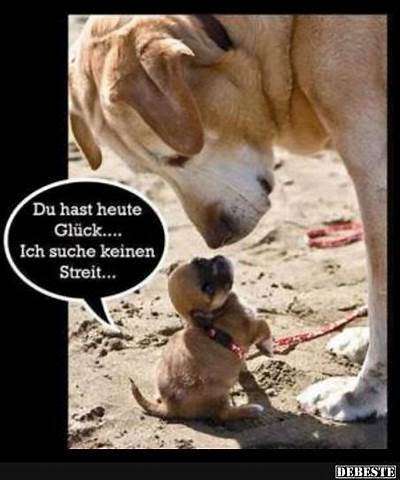Hunde Memes-Beitrag-Bild