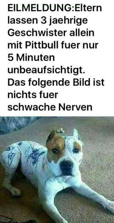 Hunde Memes-Beitrag-Bild