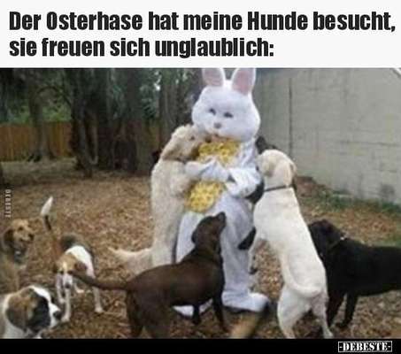 Hunde Memes-Beitrag-Bild