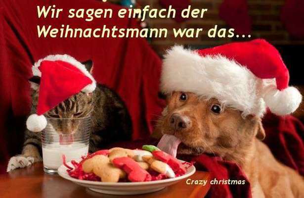 Hunde Memes-Beitrag-Bild