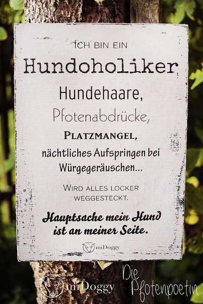 Hunde Memes-Beitrag-Bild