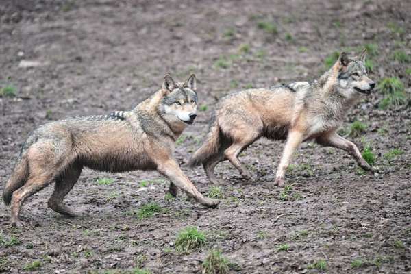 Wolfsbegegnung-Beitrag-Bild