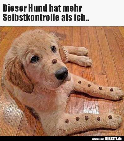 Hunde Memes-Beitrag-Bild