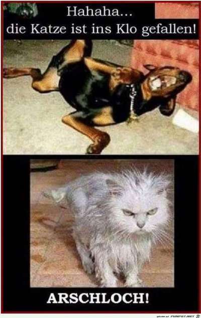 Hunde Memes-Beitrag-Bild