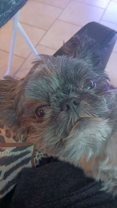 Die Augen Deines Hundes-Beitrag-Bild