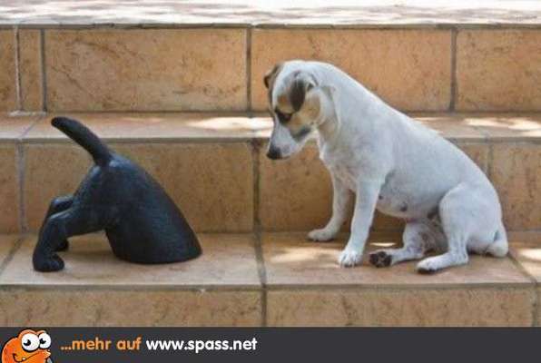 Hunde Memes-Beitrag-Bild