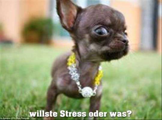 Hunde Memes-Beitrag-Bild