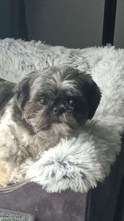 Hund fűrs Alter-Beitrag-Bild