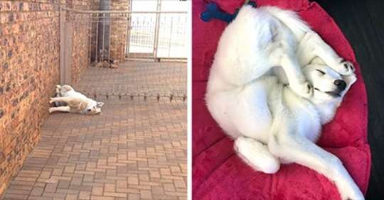 Hunde Memes-Beitrag-Bild