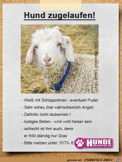 Hunde Memes-Beitrag-Bild