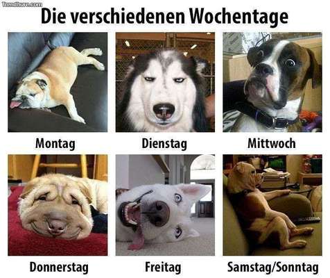 Hunde Memes-Beitrag-Bild