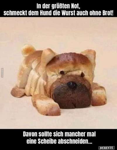 Hunde Memes-Beitrag-Bild