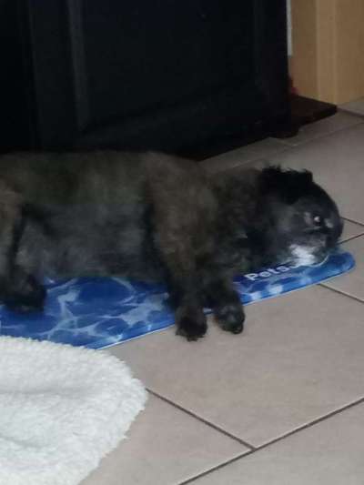 Urne von verstorbenen Haustieren !-Beitrag-Bild