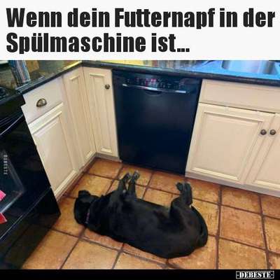 Hunde Memes-Beitrag-Bild