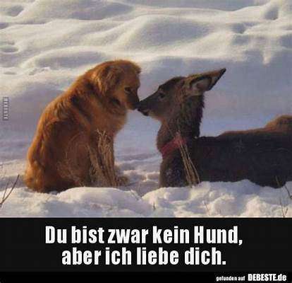 Hunde Memes-Beitrag-Bild