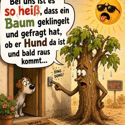 Hunde Memes-Beitrag-Bild