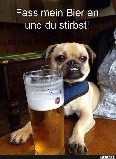 Hunde Memes-Beitrag-Bild
