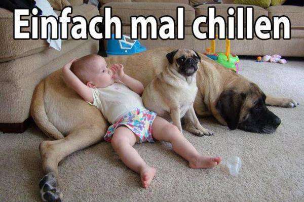 Hunde Memes-Beitrag-Bild