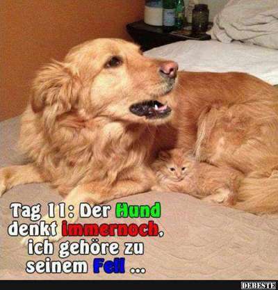 Hunde Memes-Beitrag-Bild