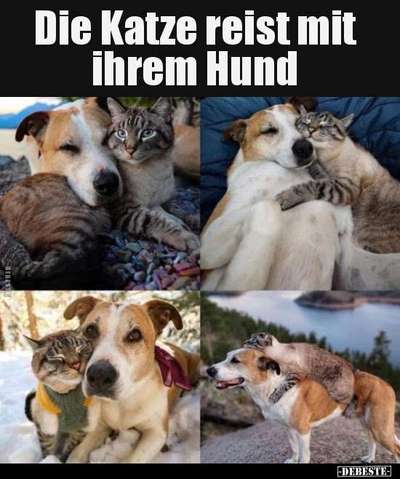 Hunde Memes-Beitrag-Bild