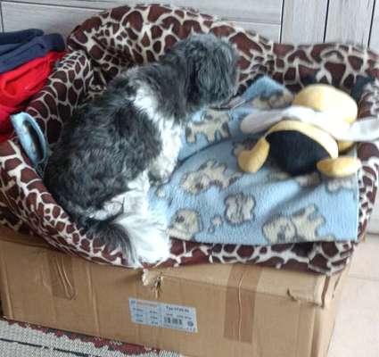 Hunde Memes-Beitrag-Bild