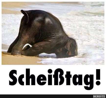 Hunde Memes-Beitrag-Bild