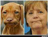 Hunde Memes-Beitrag-Bild