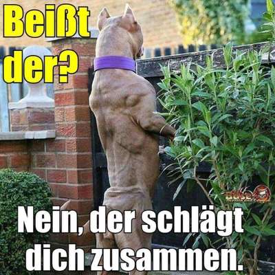 Hunde Memes-Beitrag-Bild