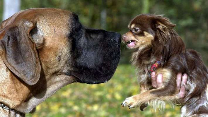 Hunde Memes-Beitrag-Bild