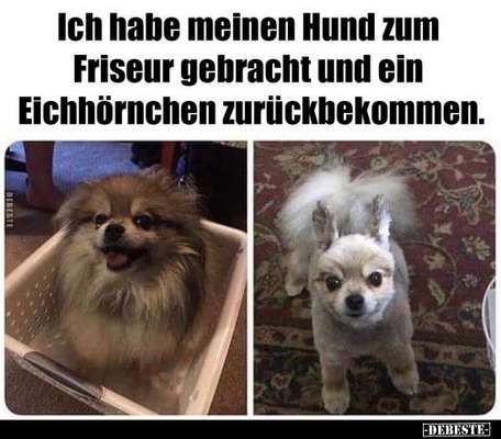 Hunde Memes-Beitrag-Bild