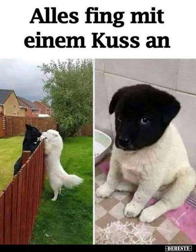 Hunde Memes-Beitrag-Bild