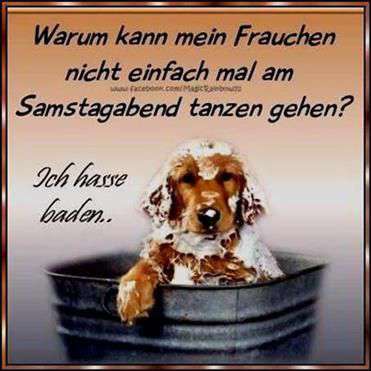 Hunde Memes-Beitrag-Bild