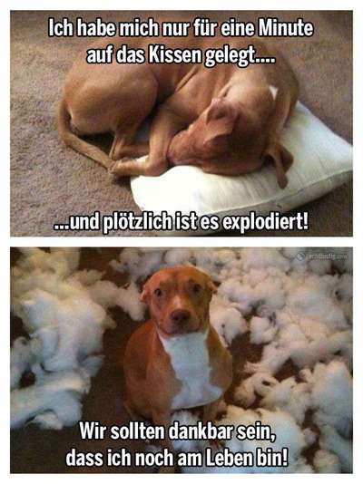 Hunde Memes-Beitrag-Bild