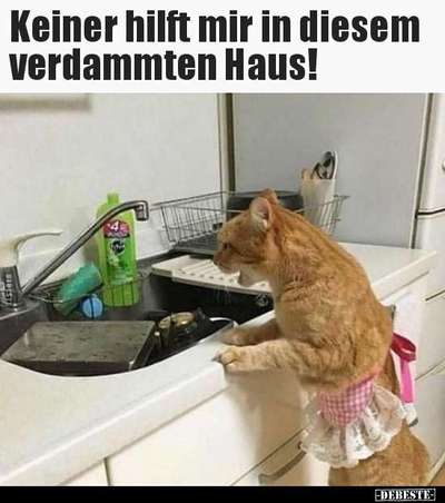 Hunde Memes-Beitrag-Bild